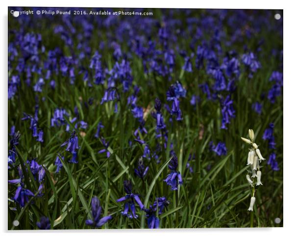 Bluebells and a lone whitebell Acrylic by Philip Pound