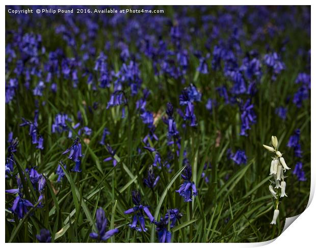 Bluebells and a lone whitebell Print by Philip Pound