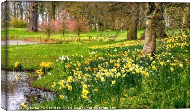 "DAFFODILS AT THE LAKESIDE, THORP PERROW ARBORETUM Canvas Print by ROS RIDLEY