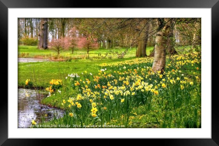 "DAFFODILS AT THE LAKESIDE, THORP PERROW ARBORETUM Framed Mounted Print by ROS RIDLEY