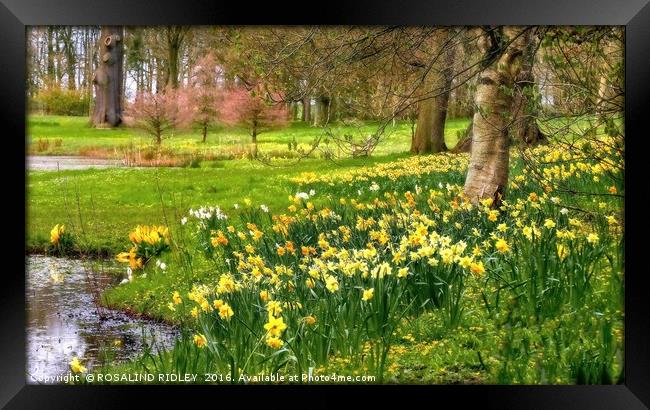 "DAFFODILS AT THE LAKESIDE, THORP PERROW ARBORETUM Framed Print by ROS RIDLEY