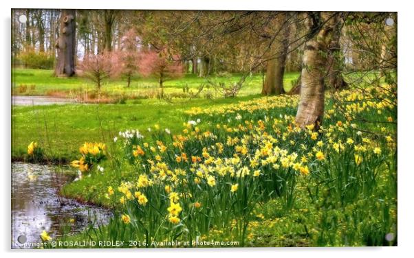 "DAFFODILS AT THE LAKESIDE, THORP PERROW ARBORETUM Acrylic by ROS RIDLEY