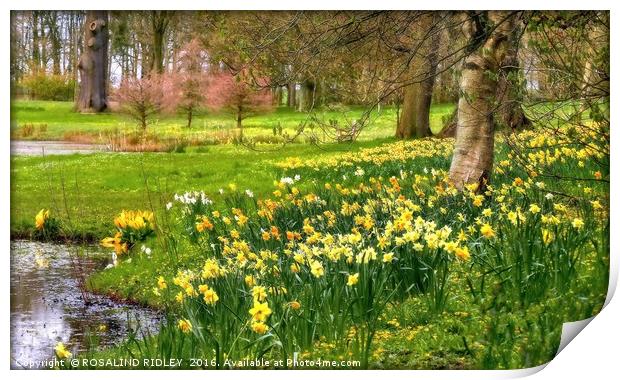 "DAFFODILS AT THE LAKESIDE, THORP PERROW ARBORETUM Print by ROS RIDLEY