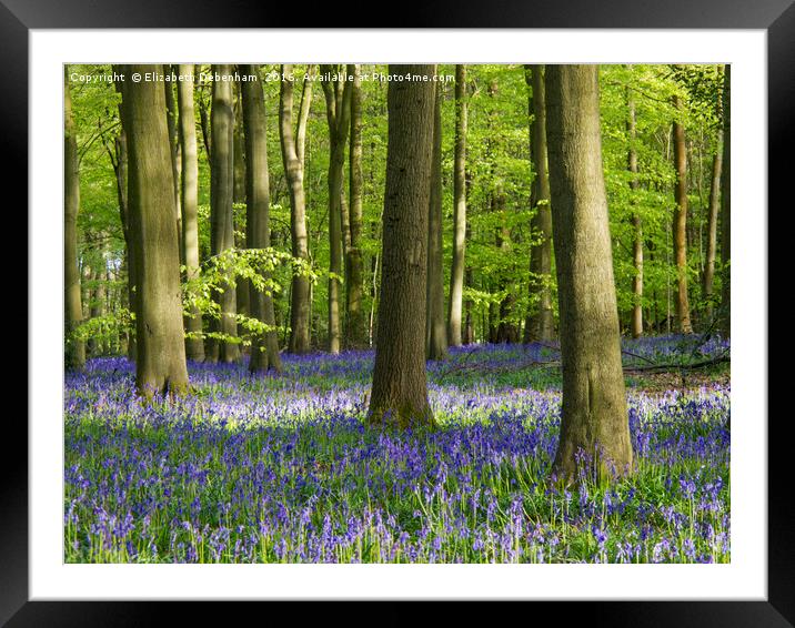 Bluebell Woodland in Bright Sunshine Framed Mounted Print by Elizabeth Debenham