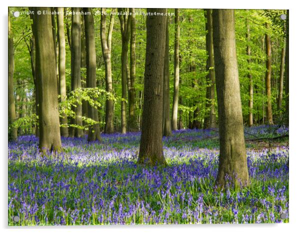 Bluebell Woodland in Bright Sunshine Acrylic by Elizabeth Debenham