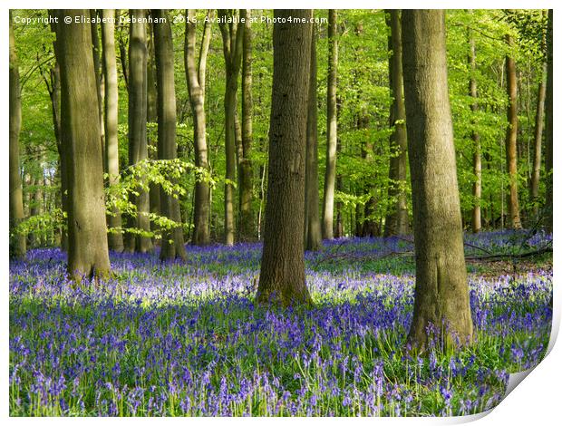 Bluebell Woodland in Bright Sunshine Print by Elizabeth Debenham