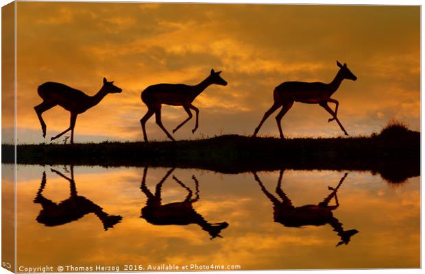 Impala sunset Canvas Print by Thomas Herzog