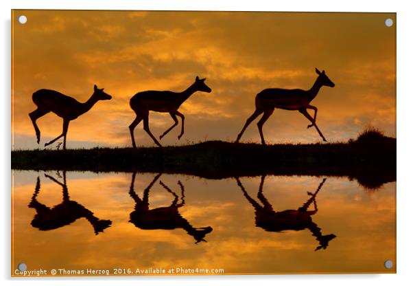 Impala sunset Acrylic by Thomas Herzog