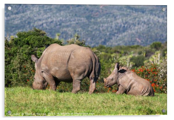 Mom and babe Rhino Acrylic by Thomas Herzog