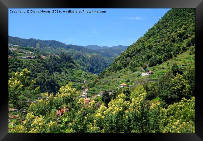 The Ribeira de Machico Valley, Madeira Framed Print by Diana Mower