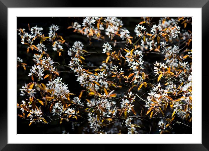 Amelanchier blossom in spring sunshine Framed Mounted Print by Andrew Kearton