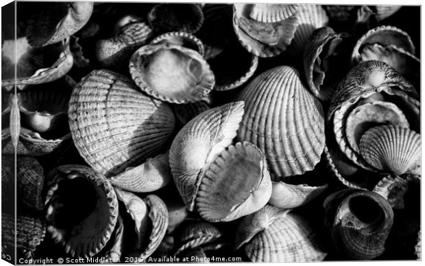 Cockle Shells Canvas Print by Scott Middleton