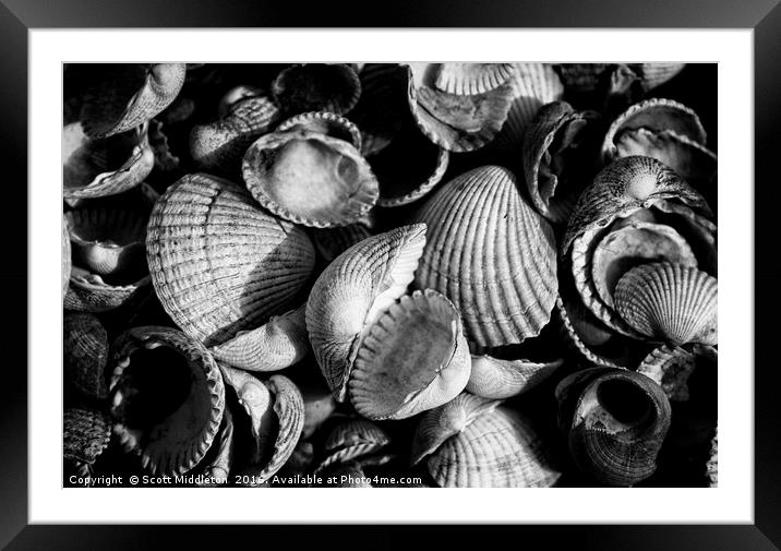 Cockle Shells Framed Mounted Print by Scott Middleton