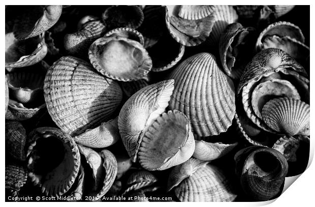 Cockle Shells Print by Scott Middleton