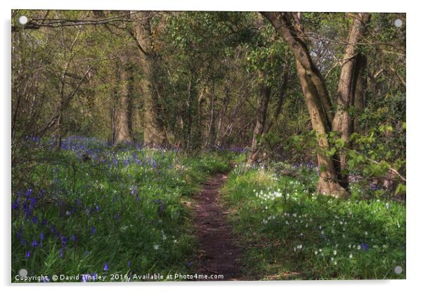 Kears Wood Acrylic by David Tinsley