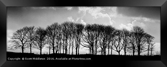 Trees on the skyline Framed Print by Scott Middleton
