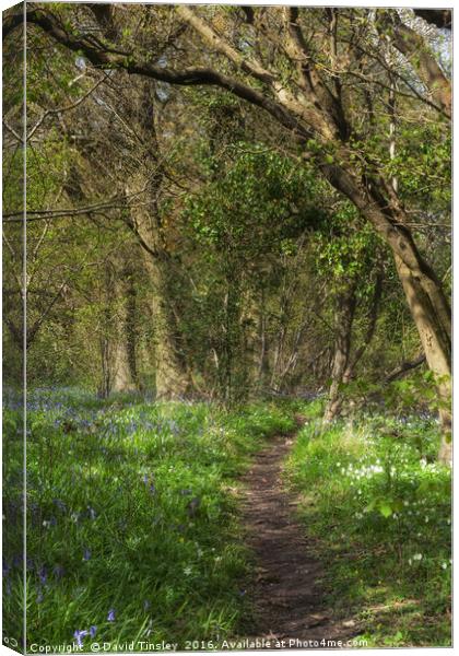 Kears Woodland Walk  Canvas Print by David Tinsley