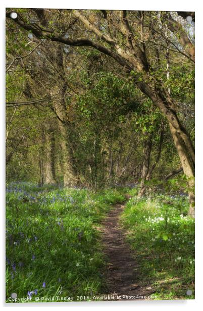 Kears Woodland Walk  Acrylic by David Tinsley