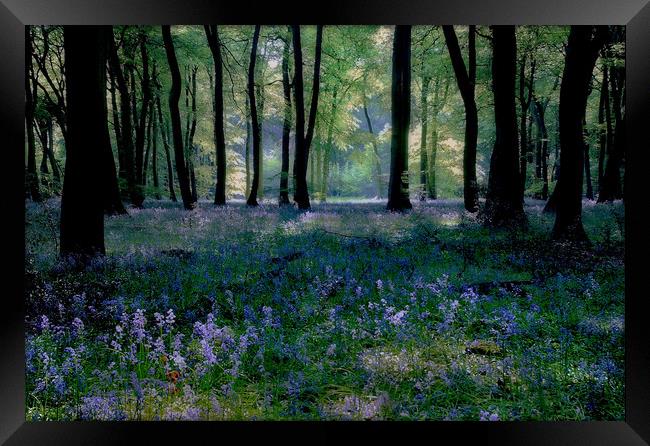 Bluebell Woods Framed Print by Ceri Jones