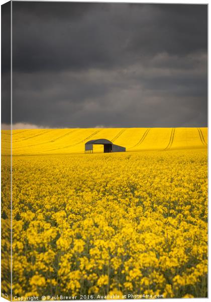 Oil Seed Rape Canvas Print by Paul Brewer