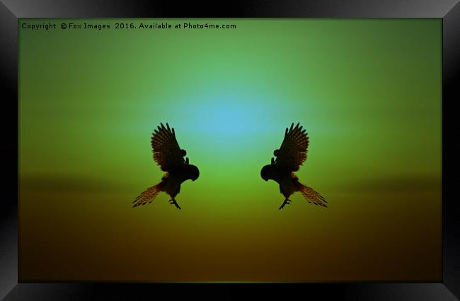 Kestrel in the air Framed Print by Derrick Fox Lomax