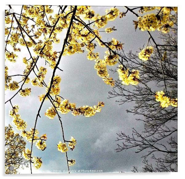 Blossom over dark skies Acrylic by Carmel Fiorentini