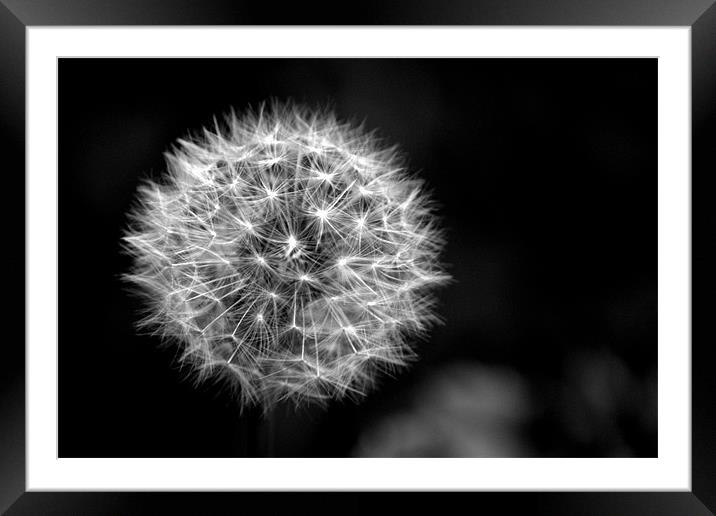 Dandelion seed head (crepis) in Black and white Framed Mounted Print by Chris Day