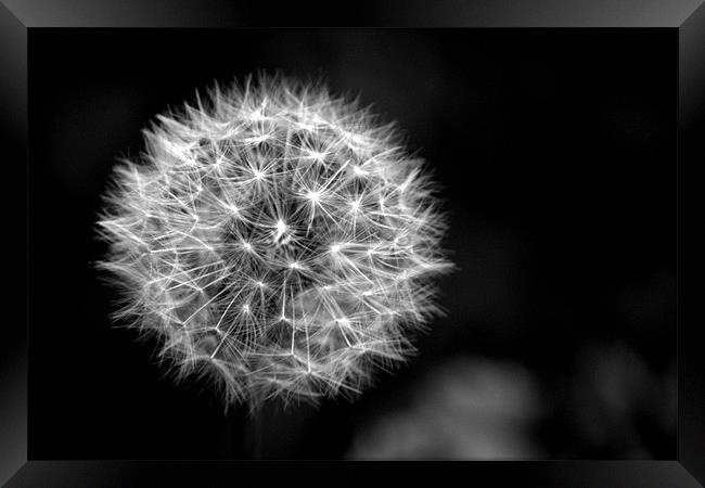 Dandelion seed head (crepis) in Black and white Framed Print by Chris Day