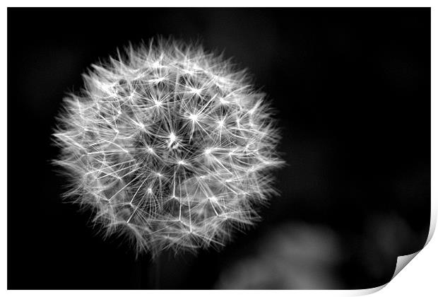 Dandelion seed head (crepis) in Black and white Print by Chris Day