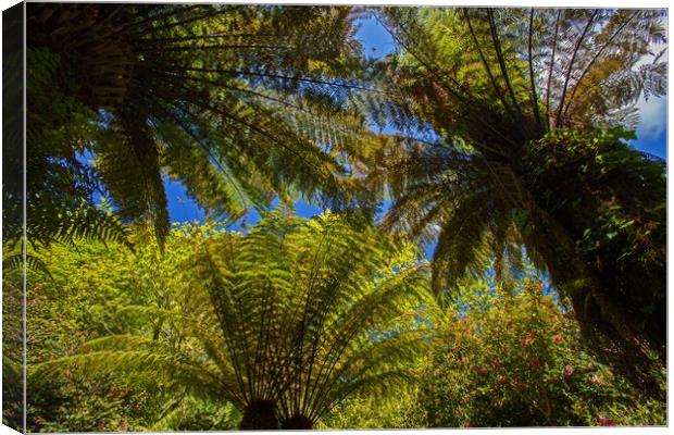 Ferns, a differnt perspective! Canvas Print by Stephen Prosser