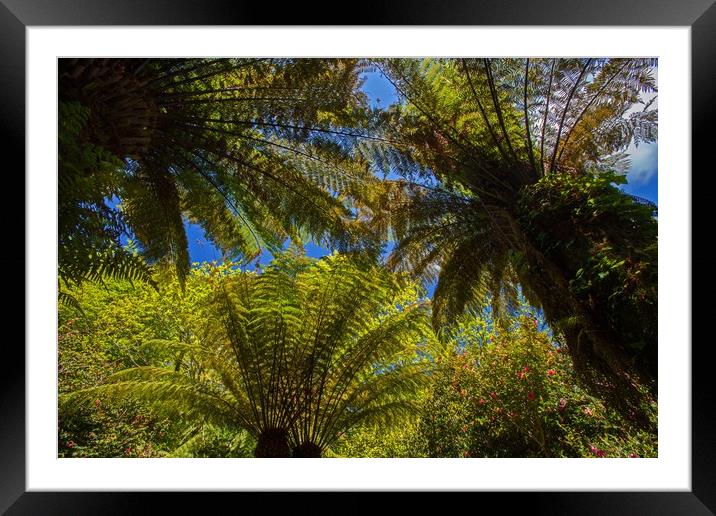 Ferns, a differnt perspective! Framed Mounted Print by Stephen Prosser