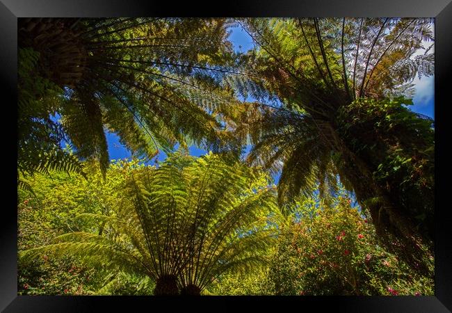 Ferns, a differnt perspective! Framed Print by Stephen Prosser