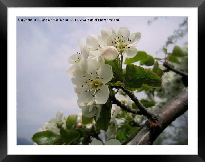 Wild pear's blossoms 2, Framed Mounted Print by Ali asghar Mazinanian