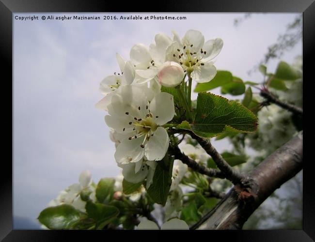 Wild pear's blossoms 2, Framed Print by Ali asghar Mazinanian