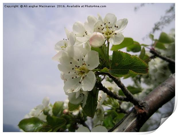Wild pear's blossoms 2, Print by Ali asghar Mazinanian