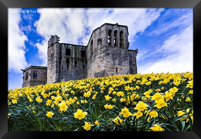Spring at Warkworth Castle Framed Print by Reg K Atkinson