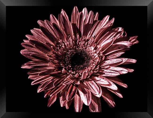 Gerbera Framed Print by Kim Slater