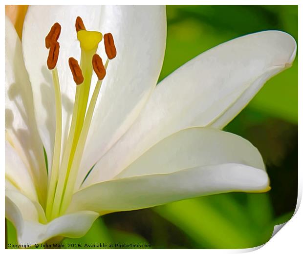 White Lily (Digital Art) Print by John Wain