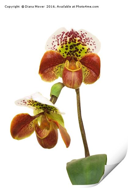 Slipper Orchid Print by Diana Mower