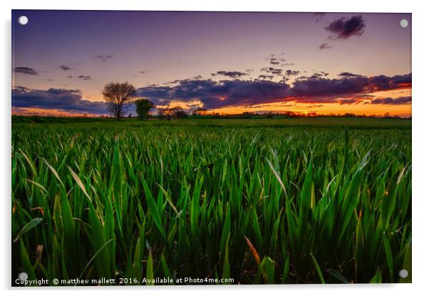 Beaumont Cum Moze Sunset Acrylic by matthew  mallett