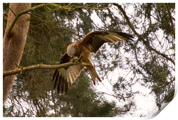 Red Kite Print by Roger Green