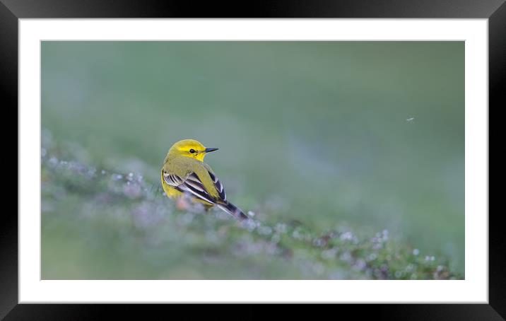 Mellow Yellow Framed Mounted Print by Andrew Haynes