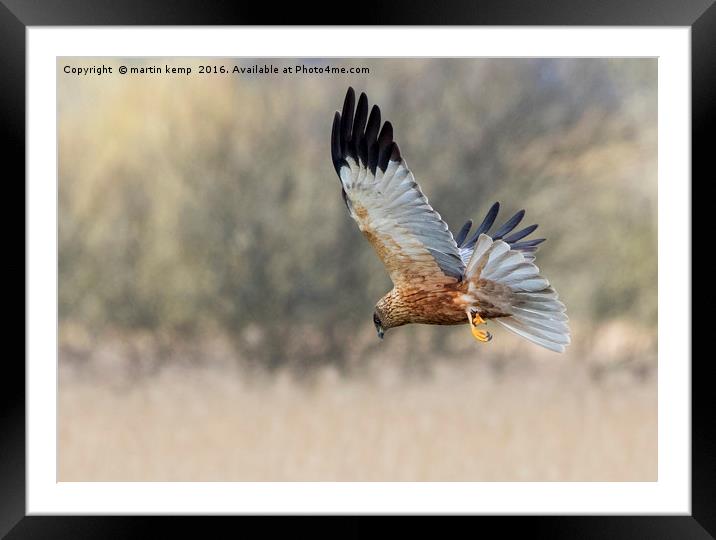 Hunting Harrier Framed Mounted Print by Martin Kemp Wildlife