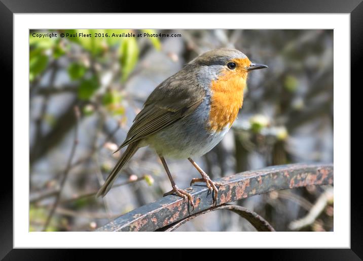 Robin Perched on a Gate Framed Mounted Print by Paul Fleet