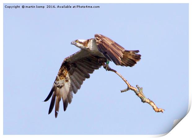 Osprey With Stick Print by Martin Kemp Wildlife