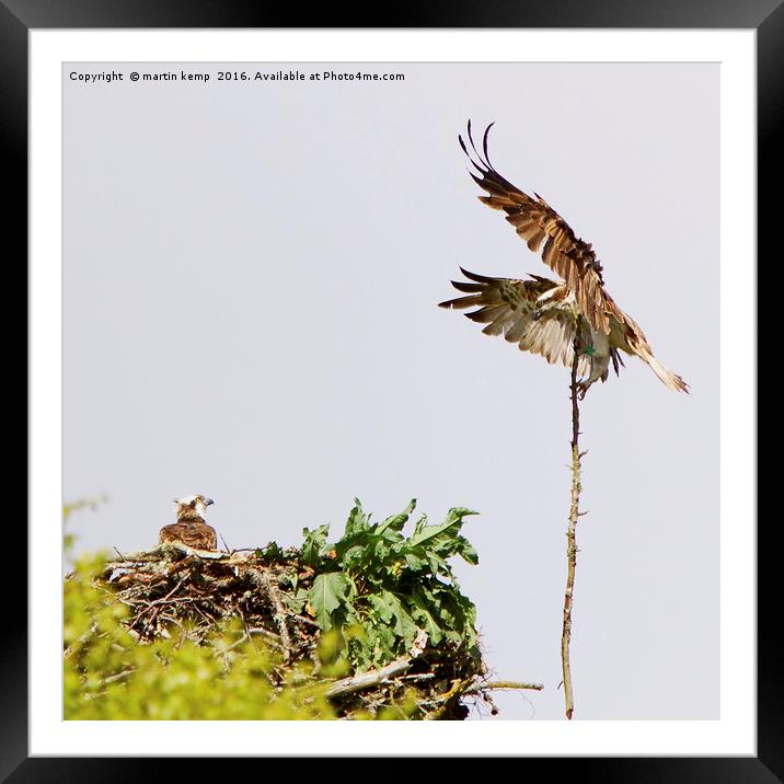 Nest Building Osprey's  Framed Mounted Print by Martin Kemp Wildlife