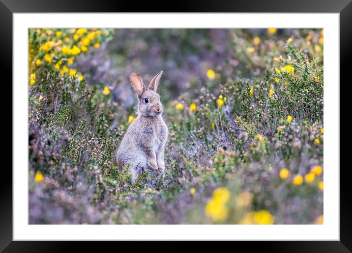 Bunny  Framed Mounted Print by Andrew Haynes