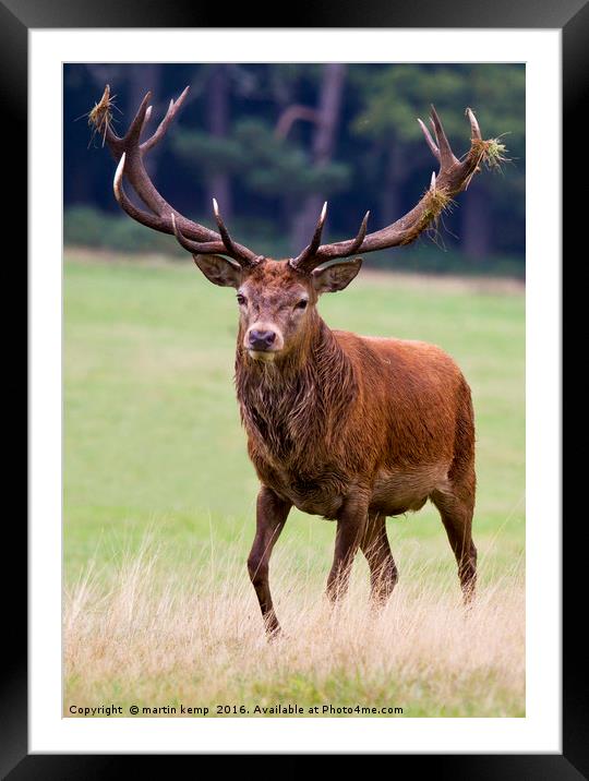 Big Stag Framed Mounted Print by Martin Kemp Wildlife