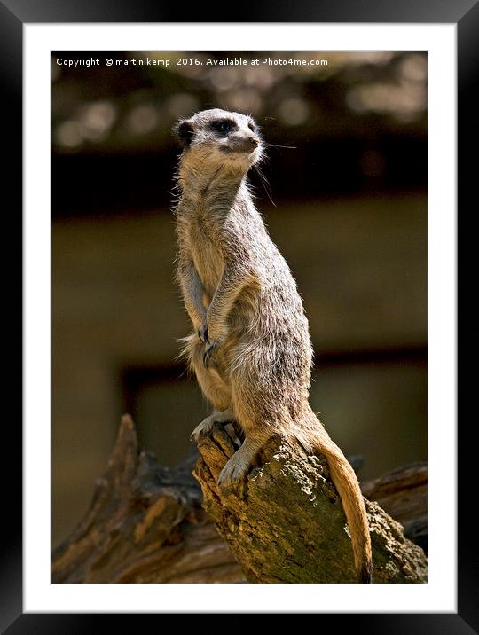 Meerkat Framed Mounted Print by Martin Kemp Wildlife