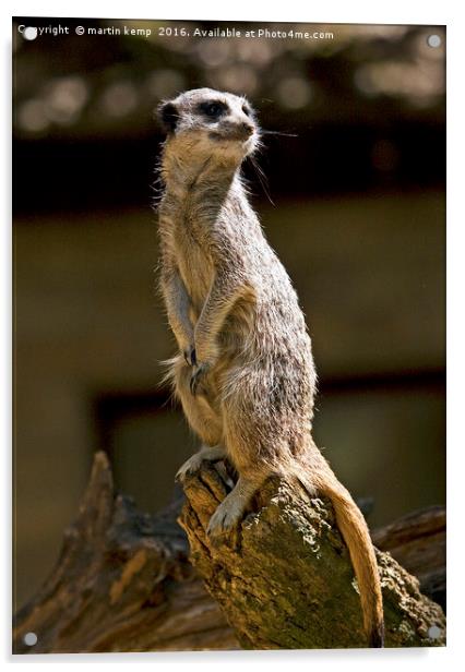 Meerkat Acrylic by Martin Kemp Wildlife